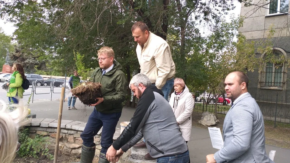 Саженец выращен из семян шишки столетней даурской лиственницы