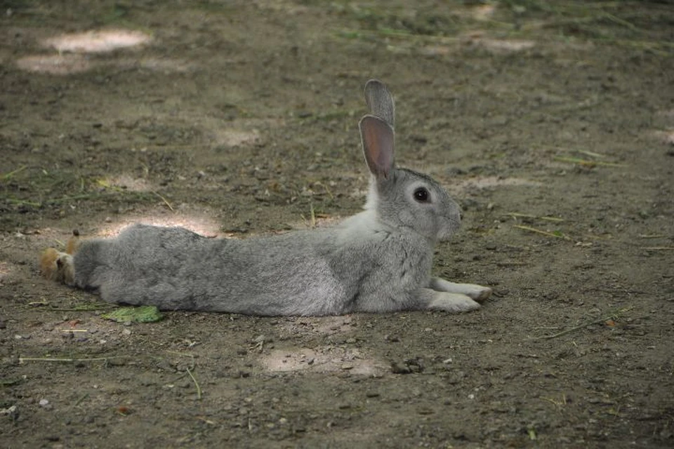 В Ярославской области 15 сентября откроется сезон охоты на лисиц и зайцев