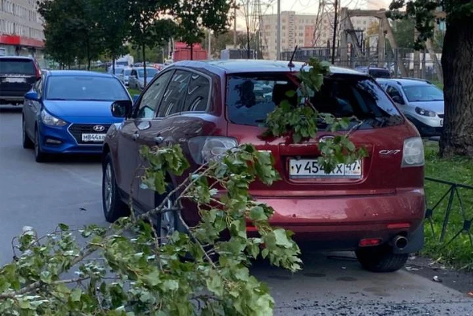 В садах и парках Петербурга повреждены 30 деревьев из-за шквального ветра