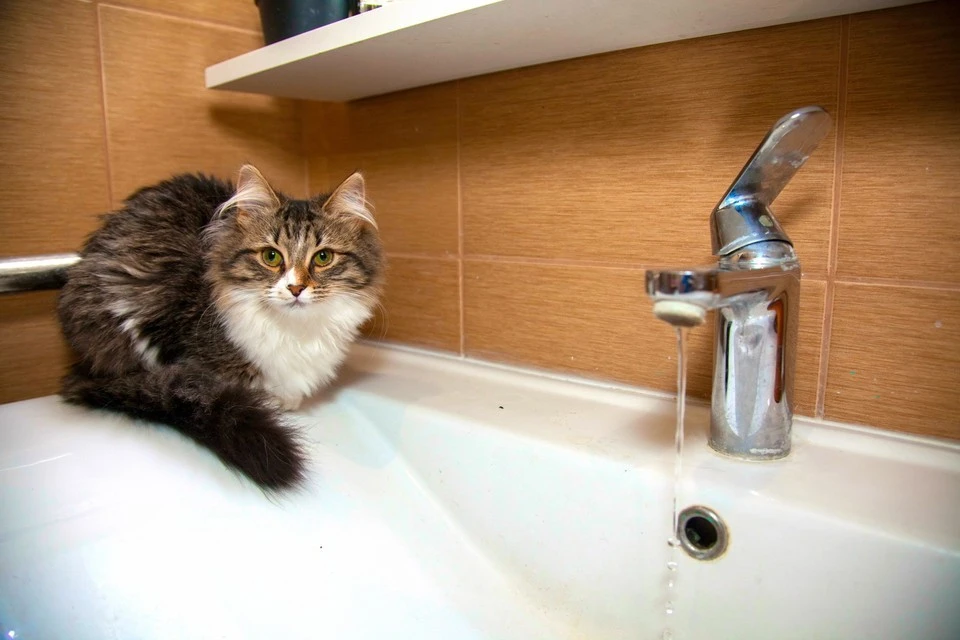 Котики тоже не хотят оставаться без воды