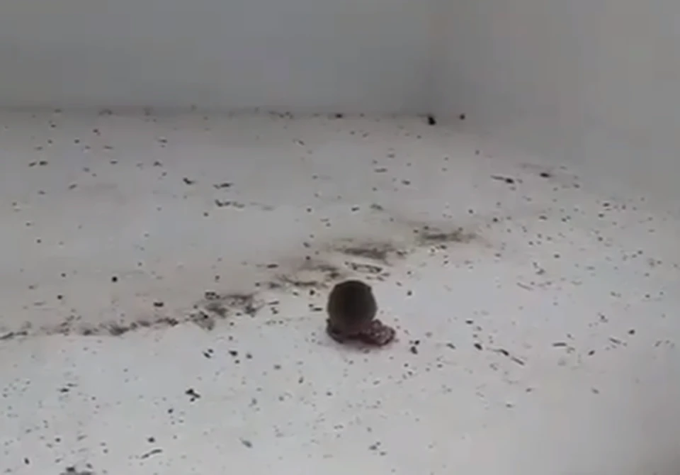 На видео откормленная мышь что-то увлеченно грызет