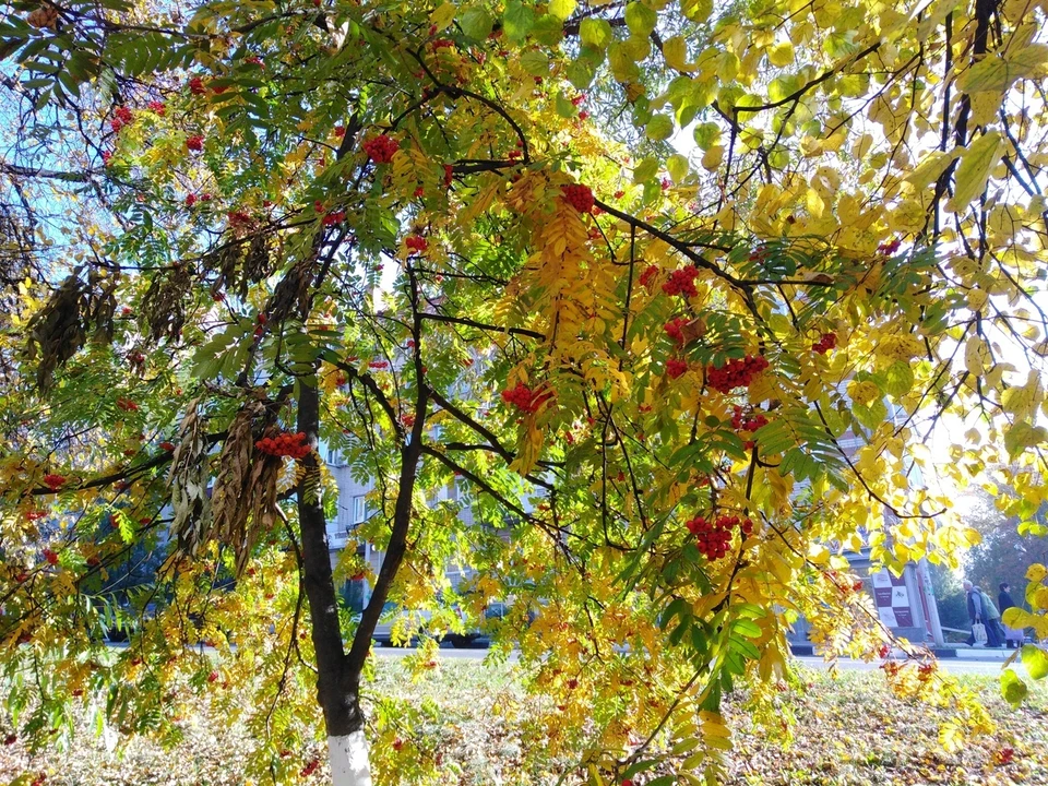 В Белгороде станет больше деревьев.
