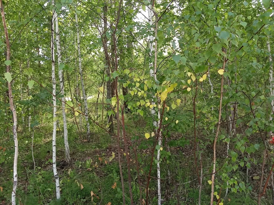 Погода в Югре на 19 сентября