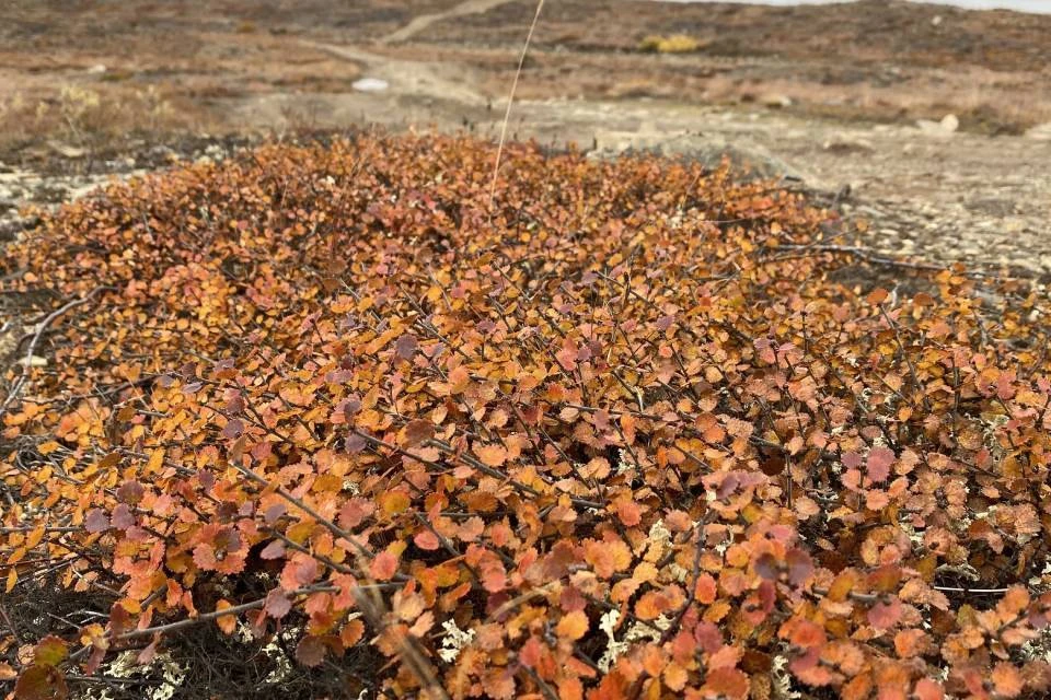 Северяне отправляют свои фотографии дикой природы Заполярья на конкурс National Geographic.