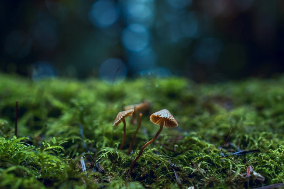 Фото: pexels