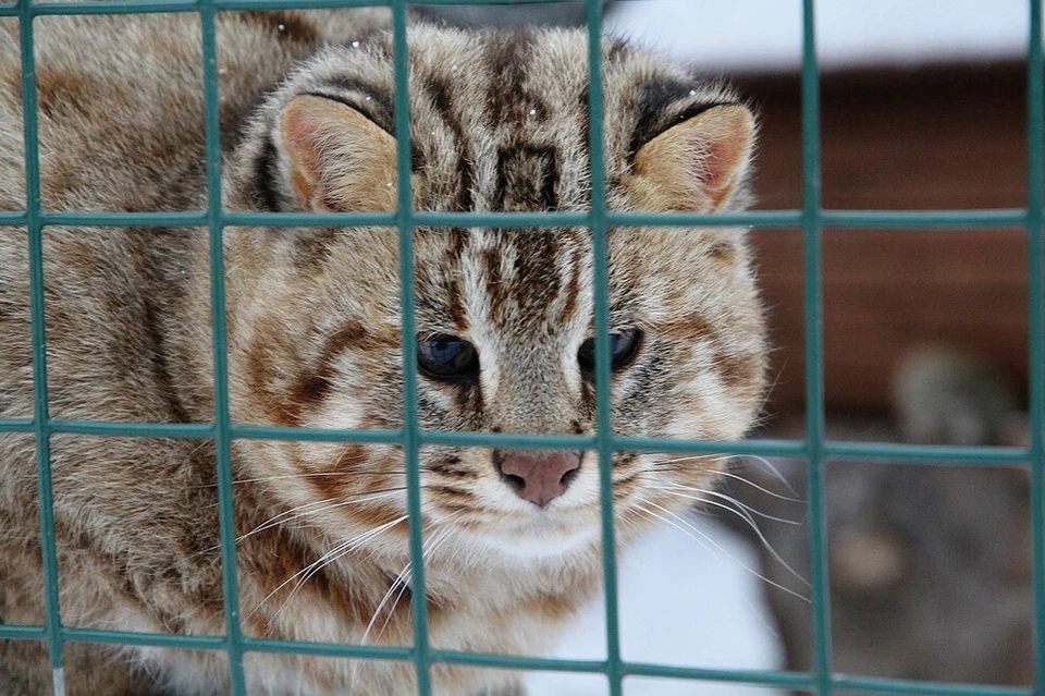 Некоторые животные уже начали готовиться к спячке