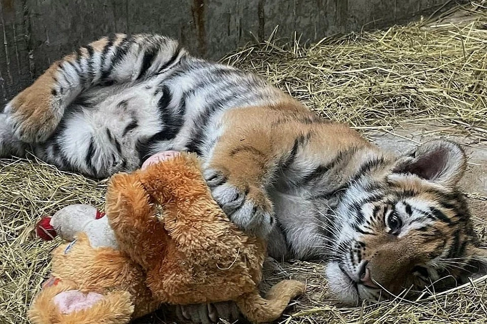 В Иркутской зоогалерее появились два тигренка. Фото: Иркутская зоогалерея