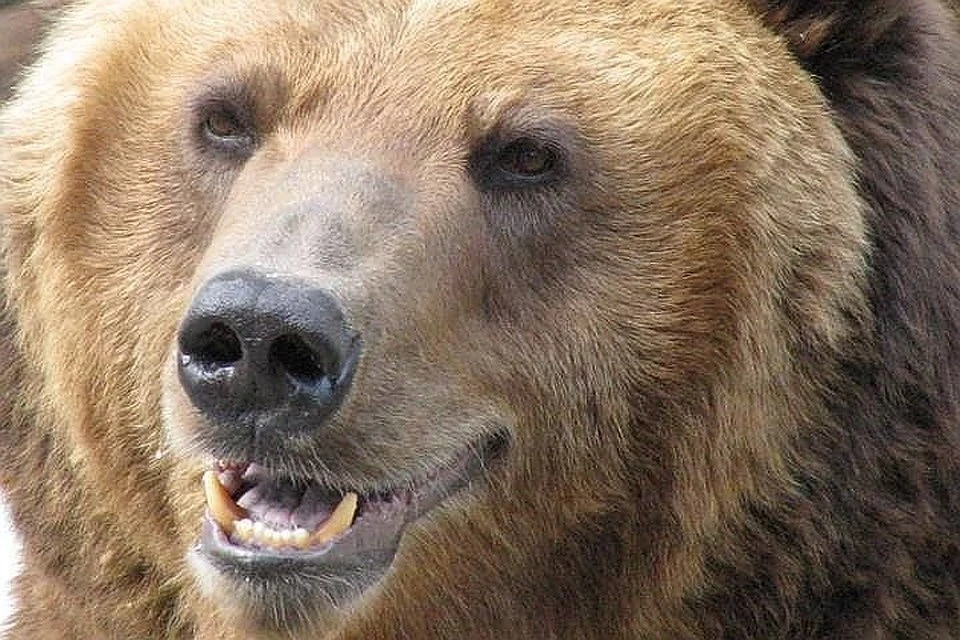 Медведи потеряли страх и стали чаще выходить к людям из-за нехватки корма в Иркутской области