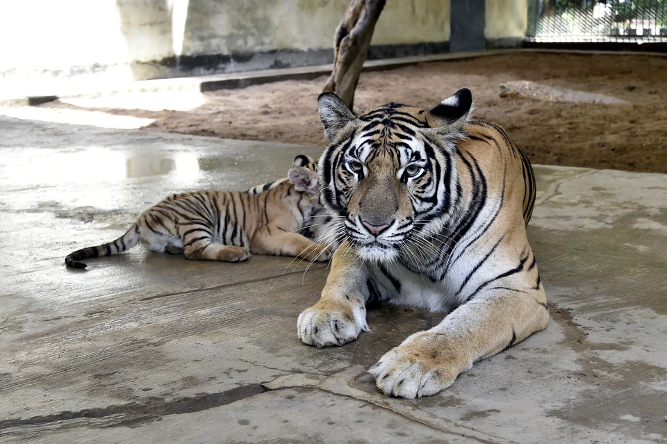 СК проведет доследственную проверку после нападения тигра на годовалого мальчика в "Тайгане"