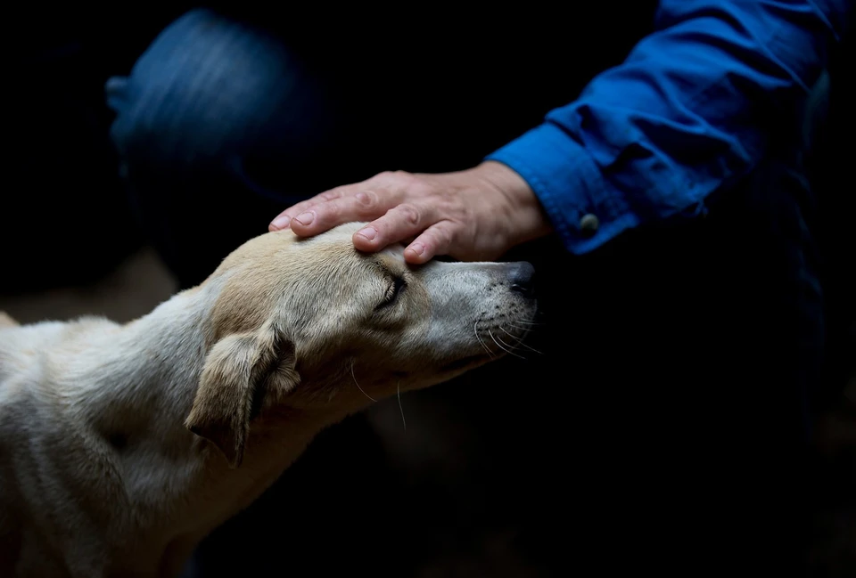 Брошенных братьев наших меньших быть не должно. Фото: архив «КП»-Севастополь»