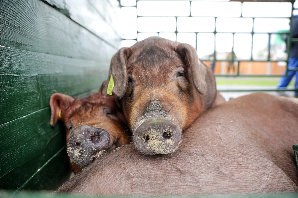 Ввести ограничения для хозяйств свиней нужно уже сейчас