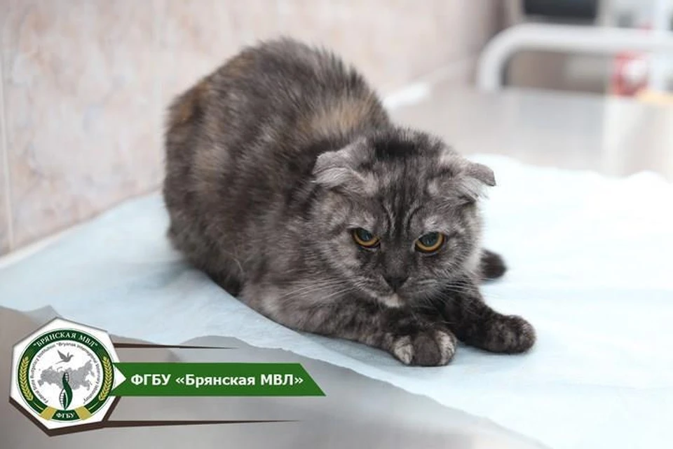 Фото: ФГБУ «Брянская МВЛ».