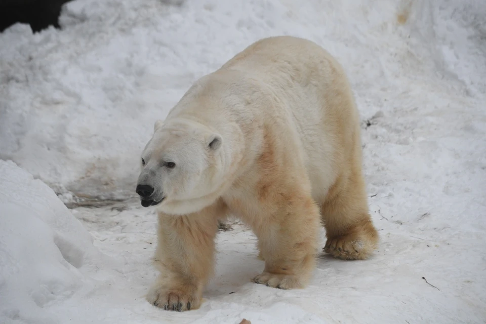 «Тревожная тенденция»: в арктической зоне обнаружили третьего за месяц белого медвежонка-сироту