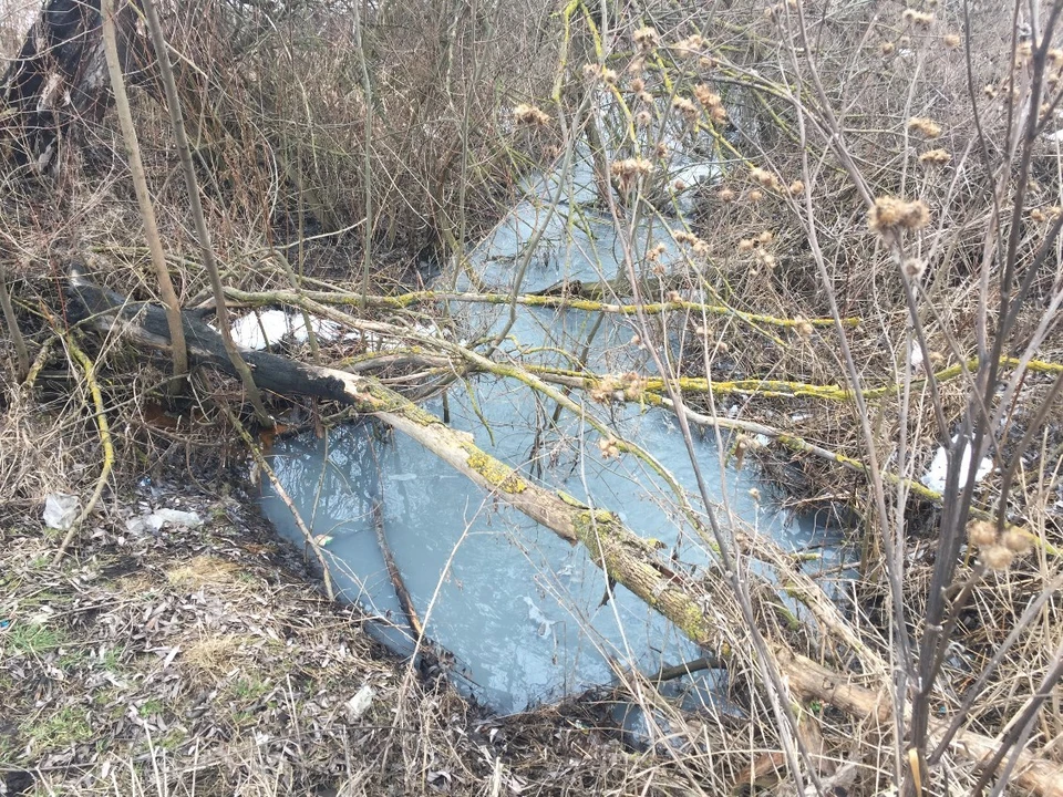В Новомосковске Тульской области экологическая катастрофа разразилась на одном из водоемов