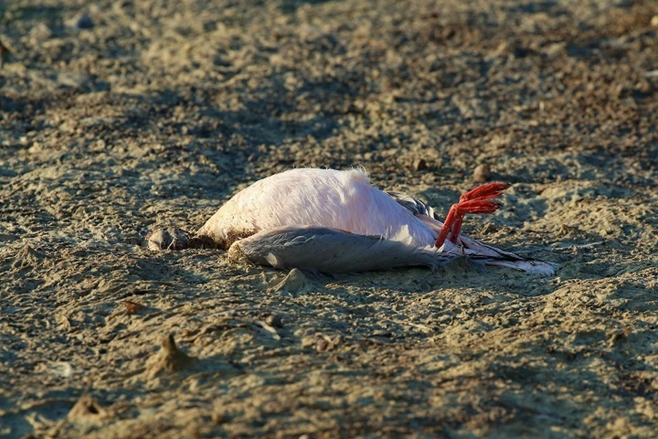 В конце сентября берег Сиваша был усыпан тушками мертвой птицы. Фото: Григорий Прокопов.