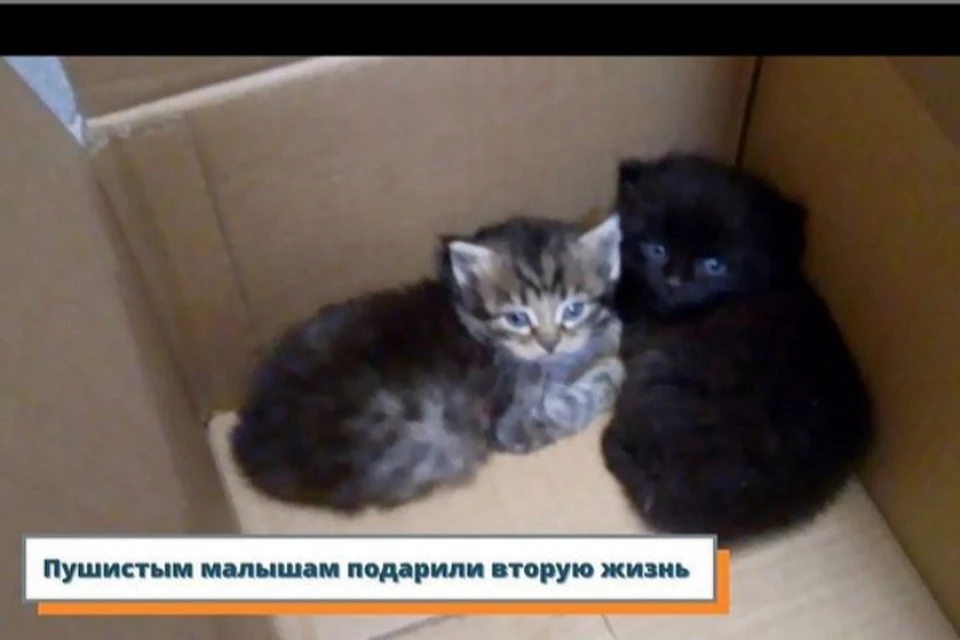 Малышам, угодившим в теплотрассу, уже нашли хозяев.