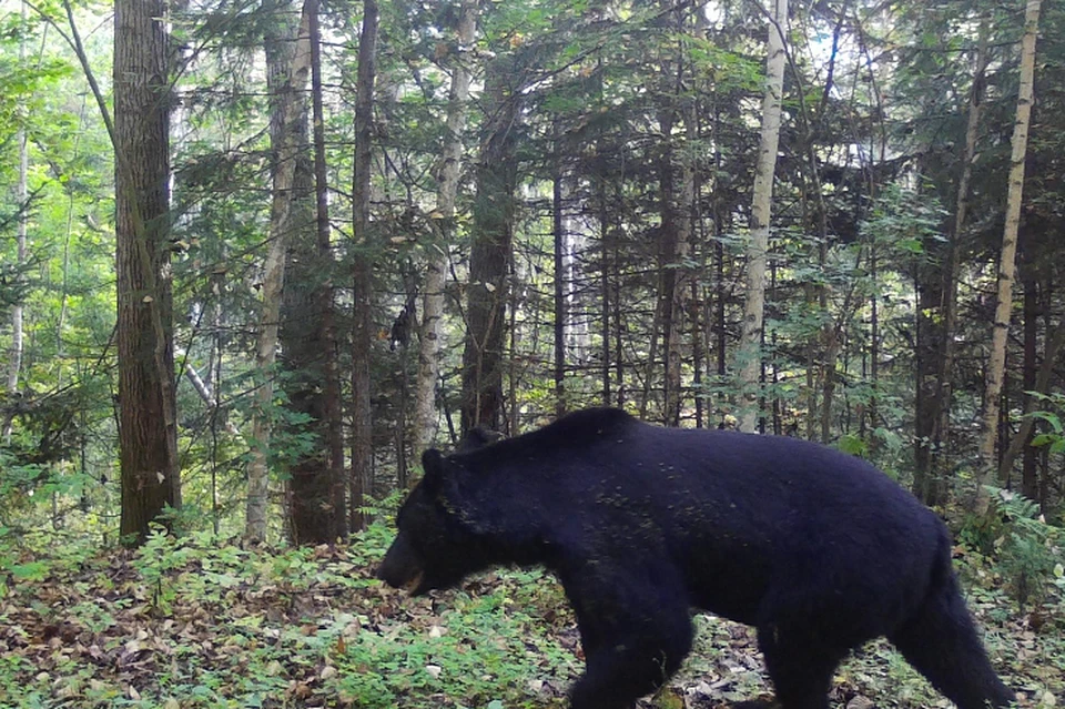 Медведь мог напасть, потому что человек стоял у него на пути. Фото: архив министерства лесного хозяйства и охраны объектов животного мира Приморского края