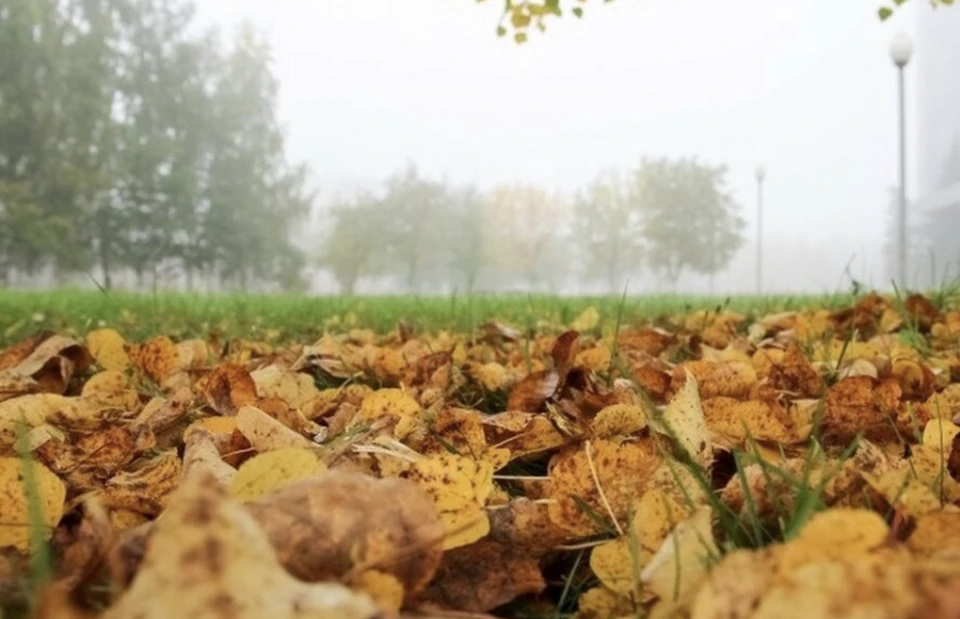 В Смоленской области объявили «желтый» уровень погодной опасности из-за тумана.