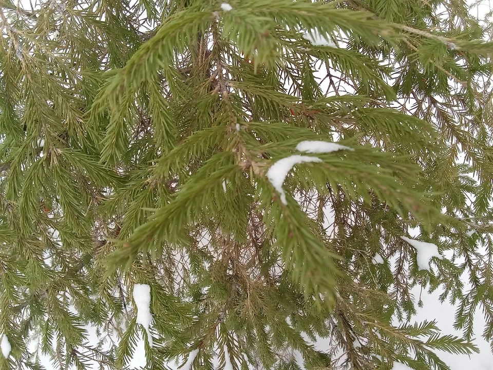 Погода на Ямале на 12 ноября.