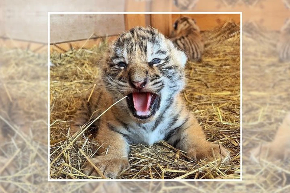 Крохи уже открыли глазки. Фото: www.instagram.com/lionspark.ru.