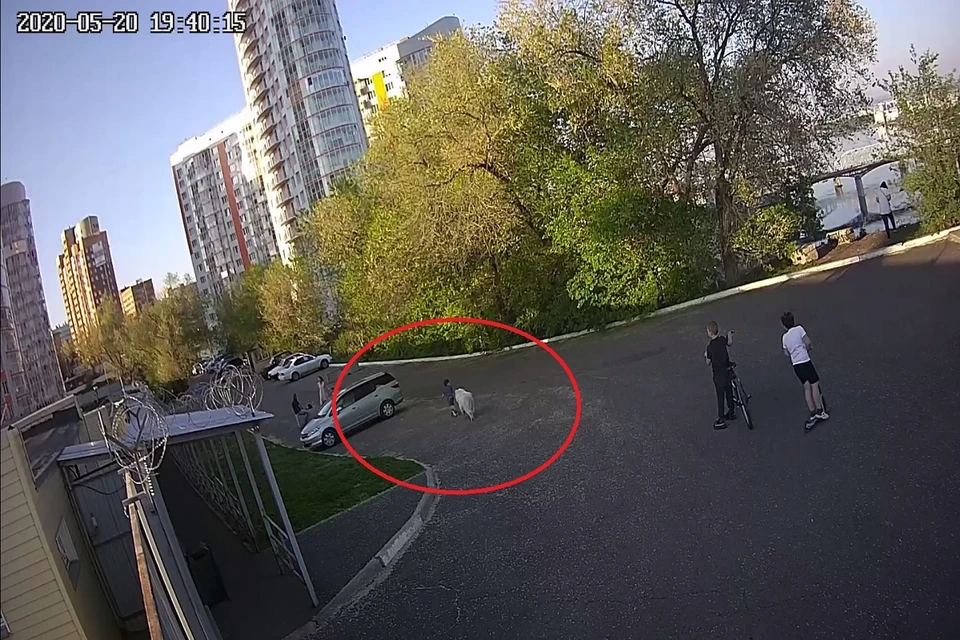 Скриншот с видео СК