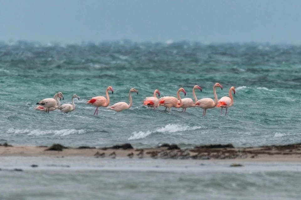 Ученые не считают зимовку фламинго в Крыму уникальным явлением. Фото: Вячеслав Лузанов/Вконтакте