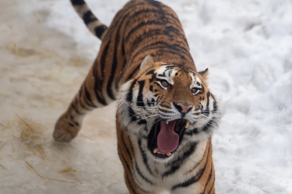Амурский тигр - краснокнижная дикая кошка, в крае их всего 460