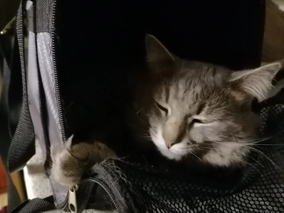 Кот упал с 6 этажа и стался жив.