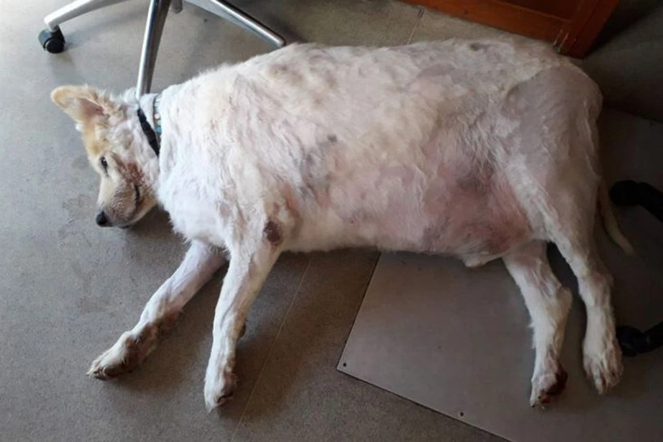 Так выглядел Троян, когда его вес был 101 килограмм. Фото: RSPCA.