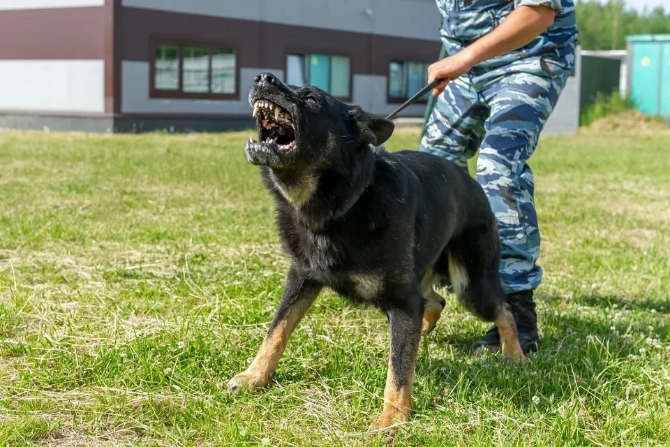 Покусала чужая собака