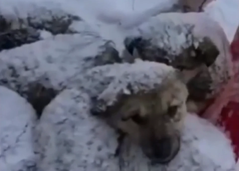 Жительница Югры нашла в куче мусора 20 живых щенят Фото: скриншот с видео