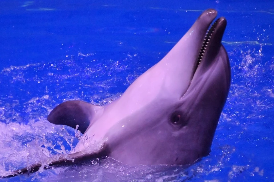 Оперативники пытаются установить источник происхождения дельфина