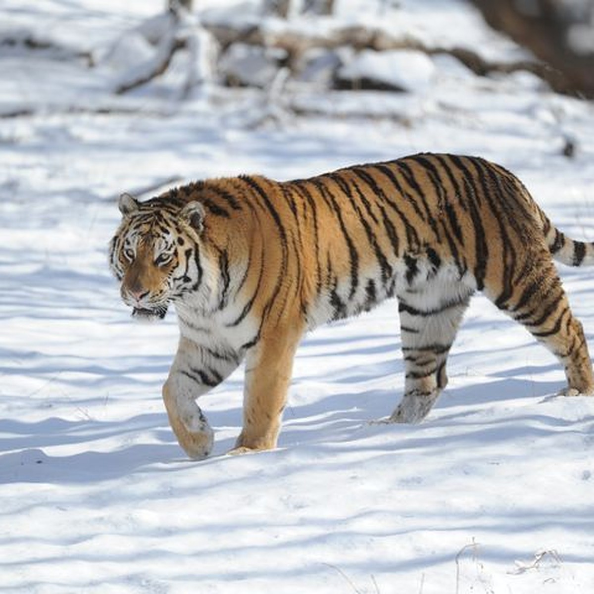 Следы тигра с тигренком заметили на сопке во Владивостоке - KP.RU