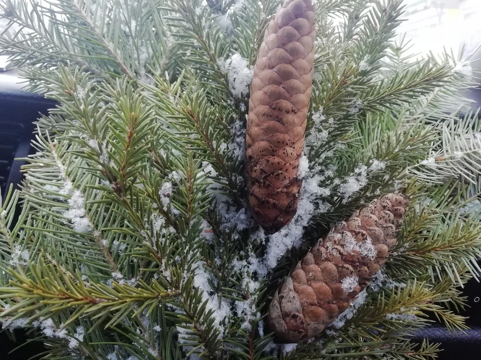 Лучше найти елочку по любви и по закону.