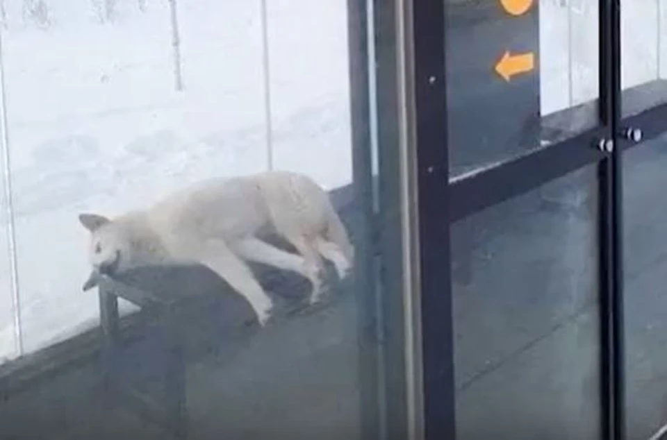 Собаке Беляшику, которая жила в теплой остановке в Сургуте, нашли хозяев в Москве.
