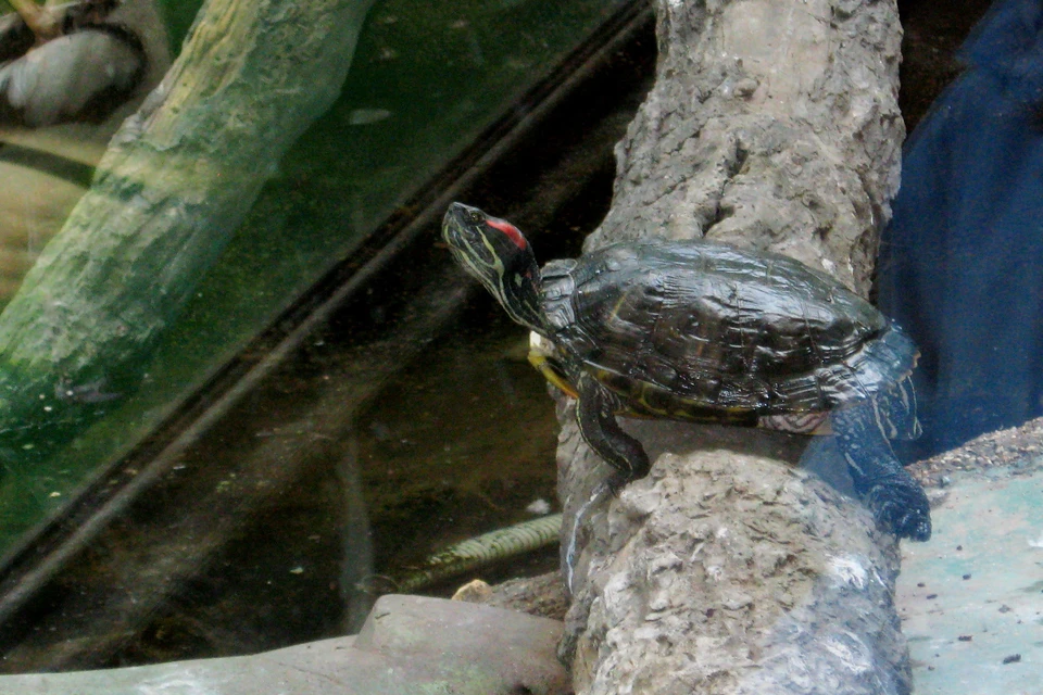 Черепахи, крокодилы и змеи уже переехали в обновленный павильон в зоопарке Липецка
