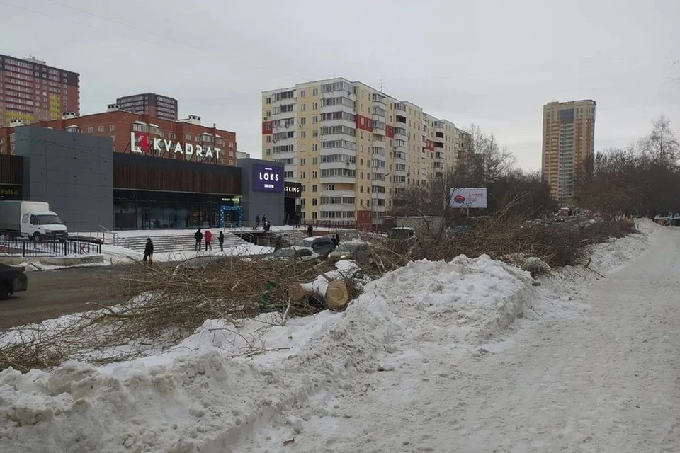 Предприниматель, срубивший деревья, должен будет оплатить их стоимость и разработает проект благоустройства территории. Фото: Сергей