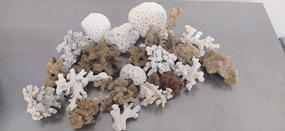 Большая часть кораллов оказалась редкими видами, а остальное - обычное губки. Фото: Самарская таможня
