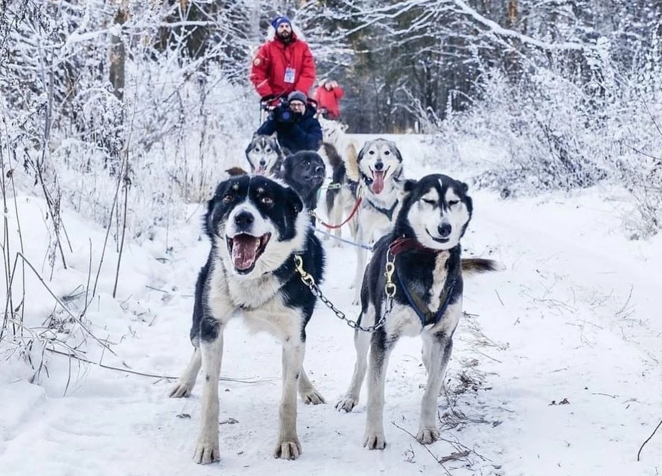 В зимние праздники Деревня ездовых собак ждет гостей