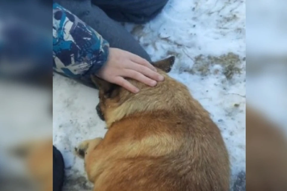 Во время пожара в медблоке выжила только собака Жужа. Фото: принтскрин видео, instagram.com/tonya.477