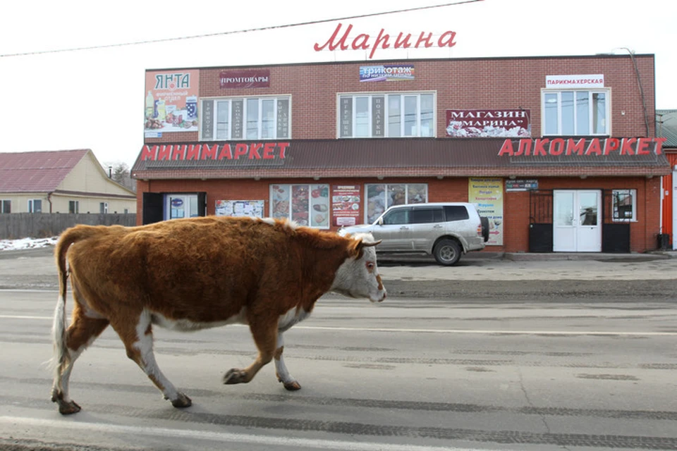 Животные на дорогах часто провоцируют ДТП