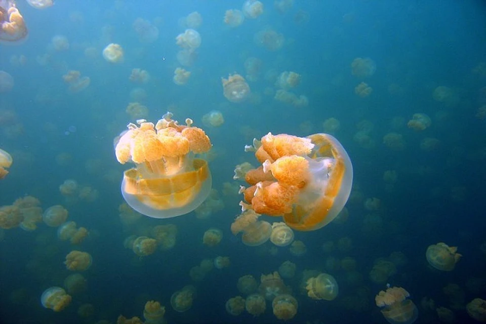 Крупное скопление медуз отряда корнеротов. Фото: wikipedia