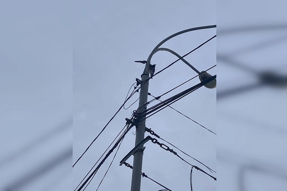 Фото: группа ВКонтакте «ЗооСпас в Екатеринбурге»