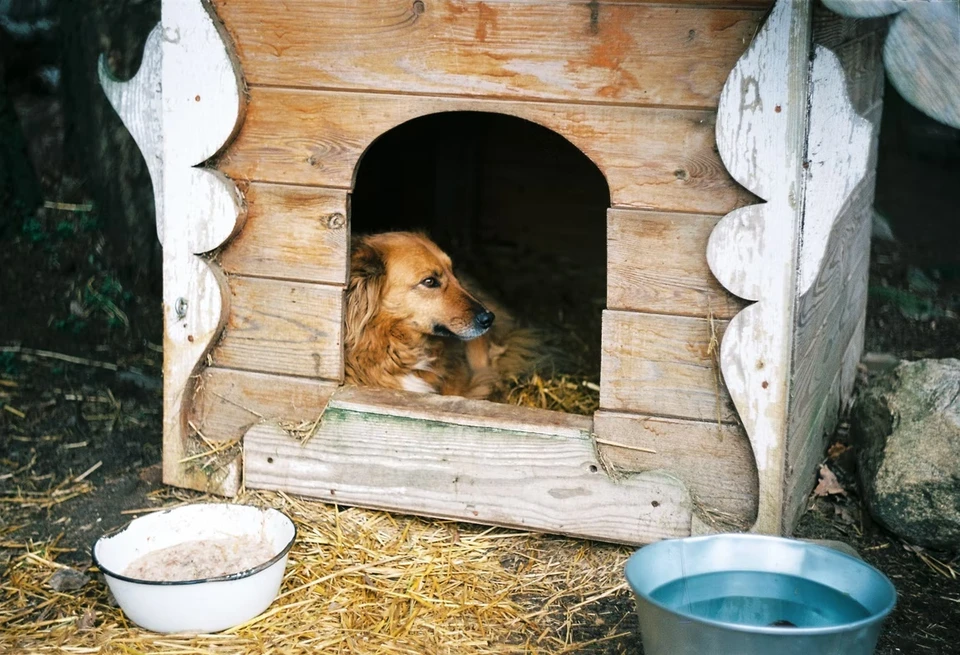 Приют в Ижевске будет рассчитан на 700 животных Фото: unsplash.com