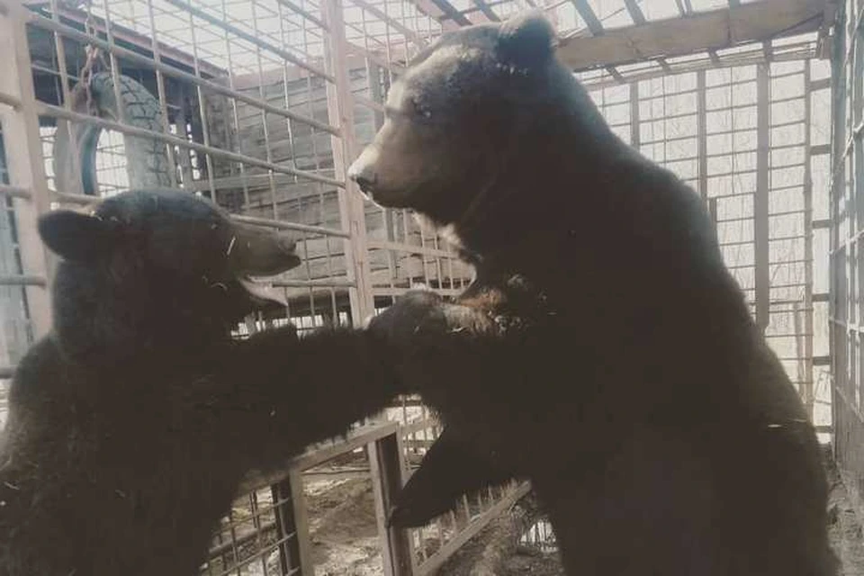 Родители медвежат - мохнатая пара Маша и Миша. Фото: berlogamishkina
