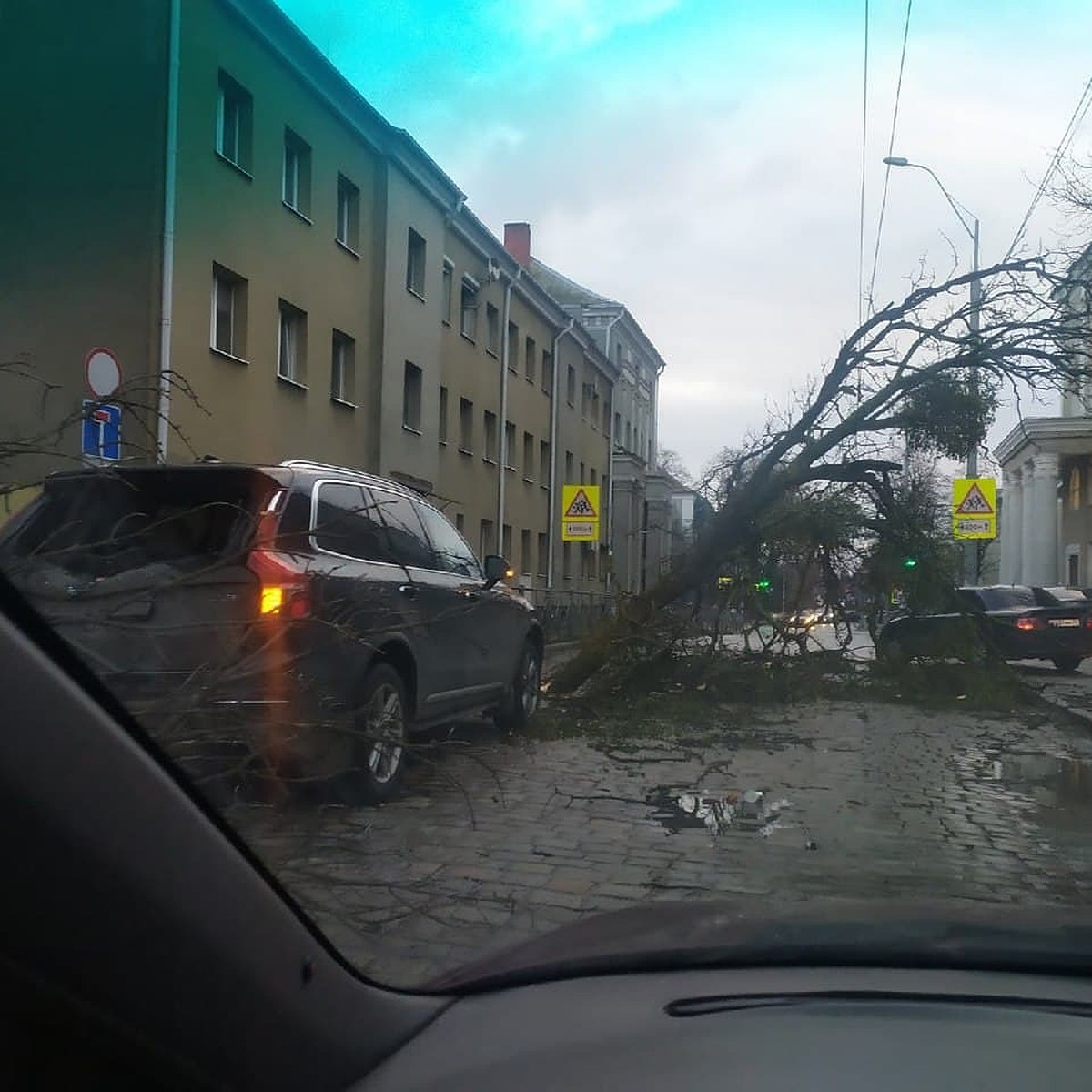 «Дерево повисло на дереве»: Что натворил в Калининграде шторм «Герхильд» -  KP.RU