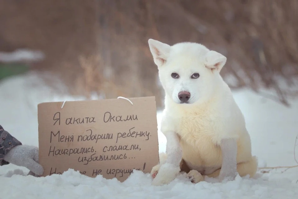 У каждой собаки своя печальная судьба. Фото: Алёна Райфутдинова