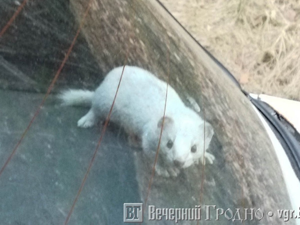 Белорус купил б/у машину с живой лаской в салоне и не знает, что делать -  KP.RU