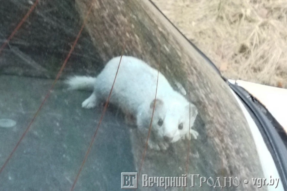 Ласка поселилась в машине и терроризирует нового владельца авто. Фото: "Вечерний Гродно"