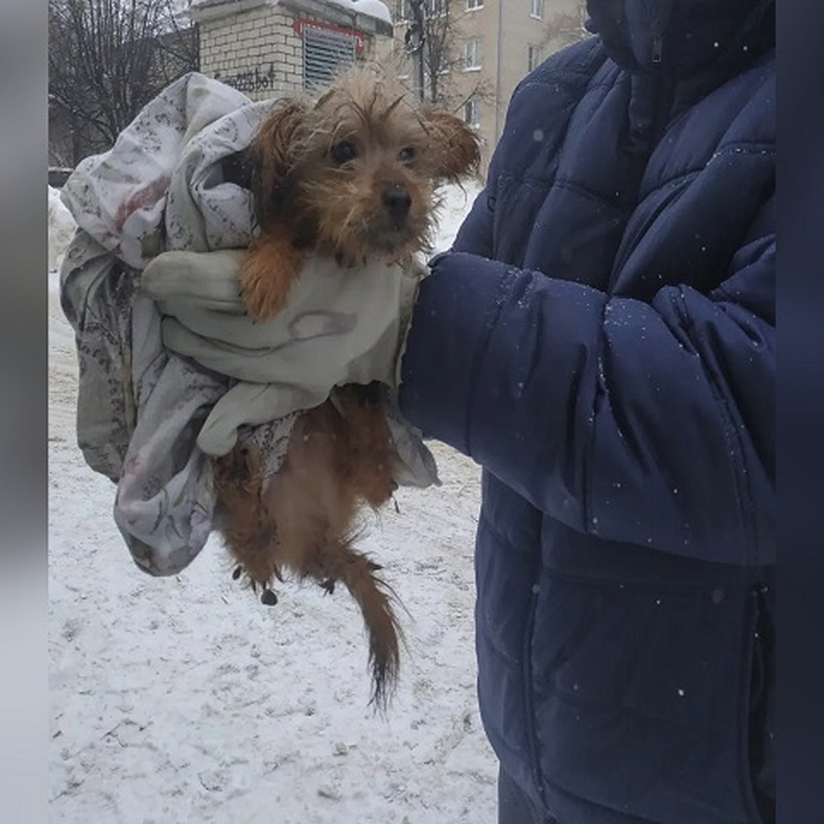 Все голодные и истощенные»: в квартире жительницы Тольятти нашли 120 собак  - KP.RU